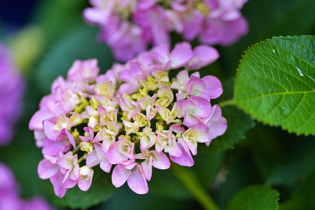 実家の紫陽花