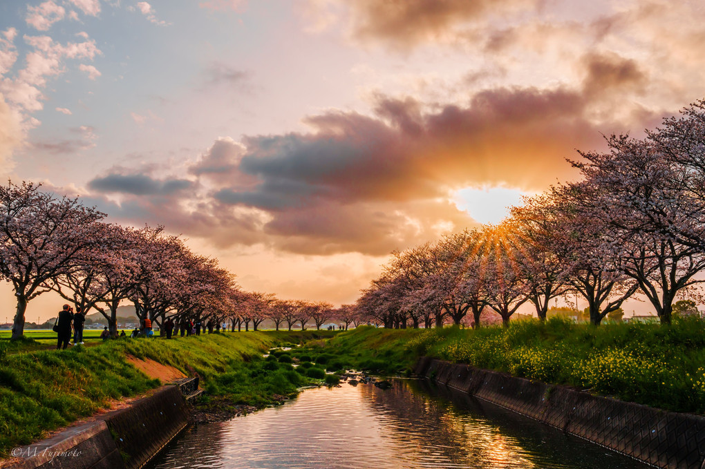 2023 草場川の桜並木