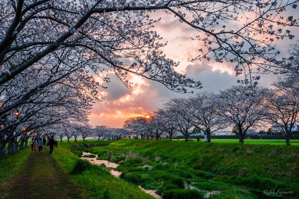 2023 草場川の桜並木（2）
