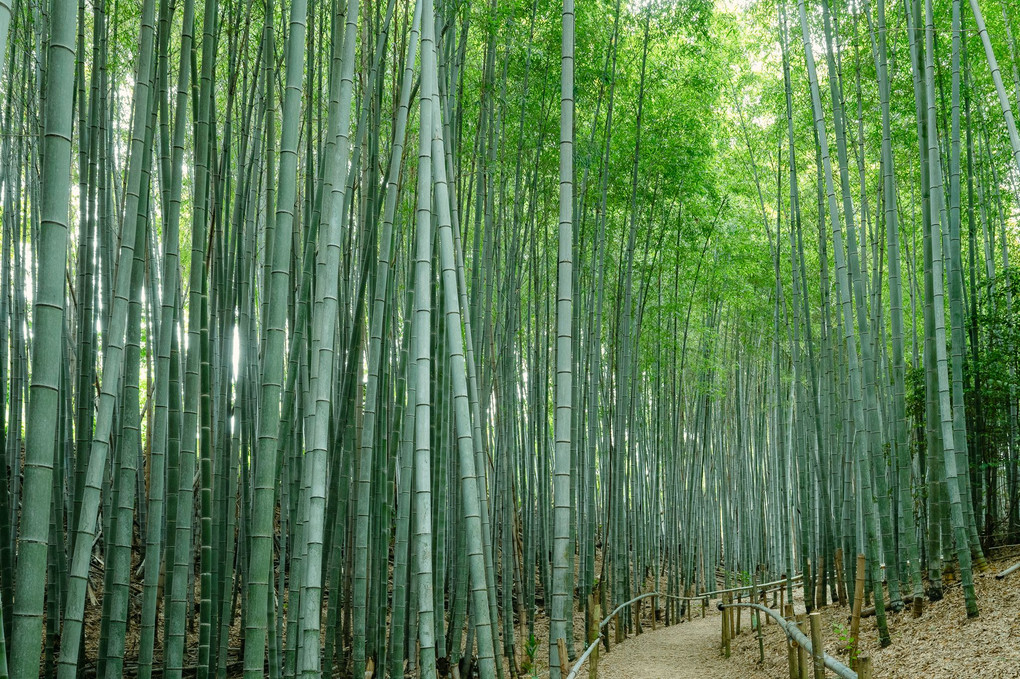 住宅地の竹林