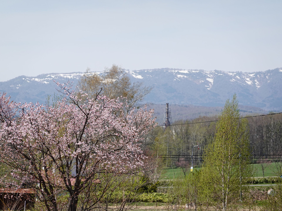 「桜と残雪の山」