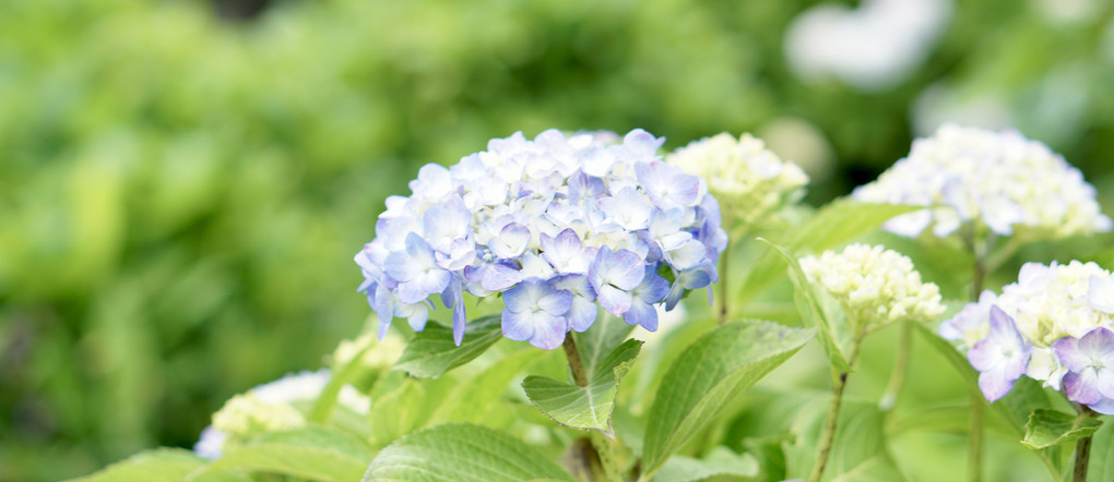 梅雨の楽しみ💓💞