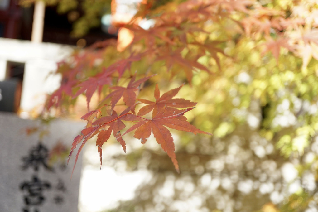 来宮神社の紅葉