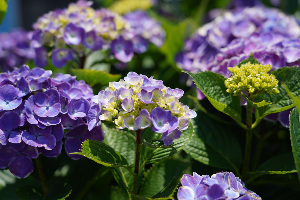 晴天の紫陽花