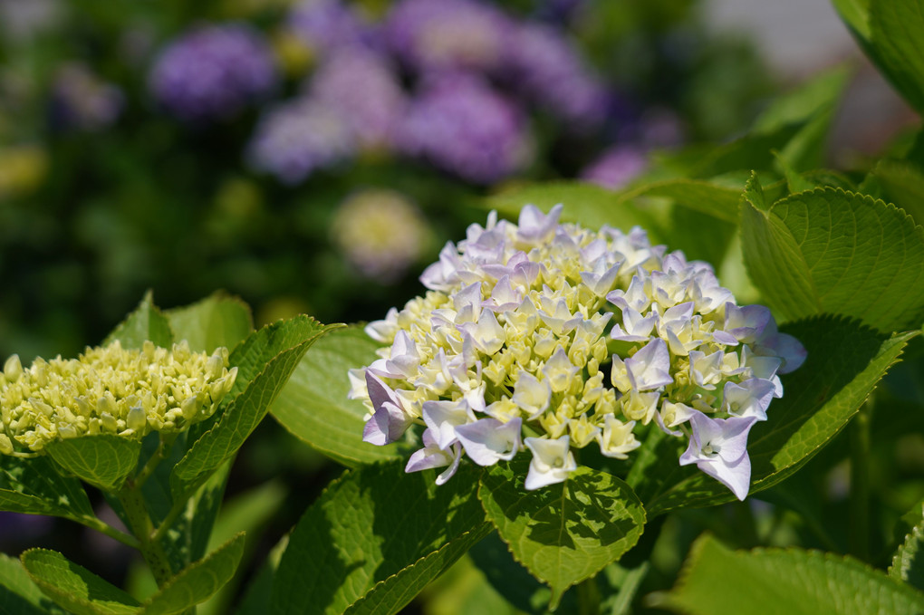 晴天の紫陽花