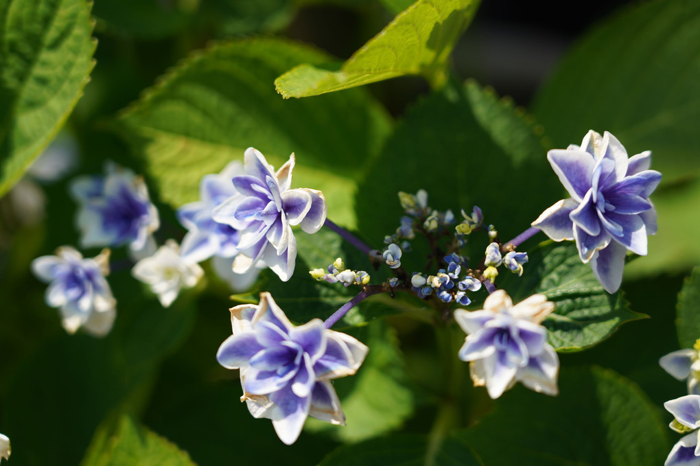 晴天の紫陽花