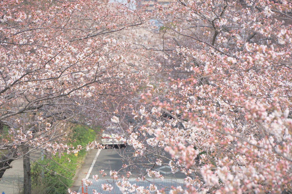 五分咲きの桜並木