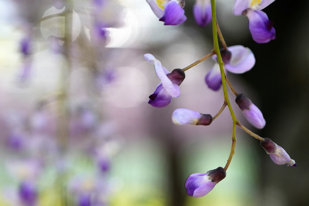 wisteria flower