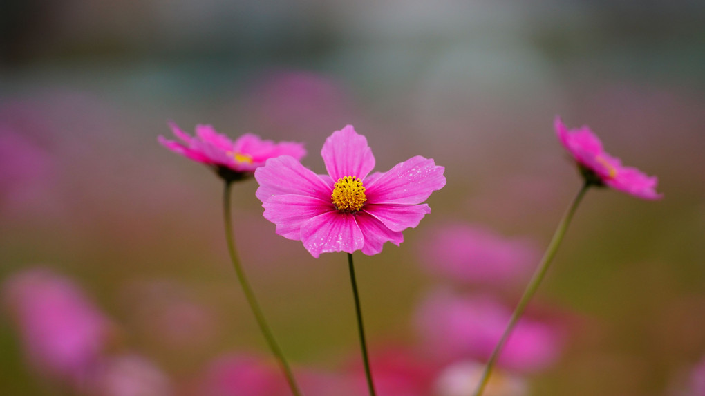 ラスト　秋桜