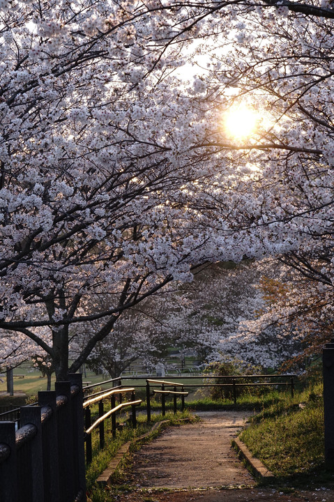 朝日があたる桜道
