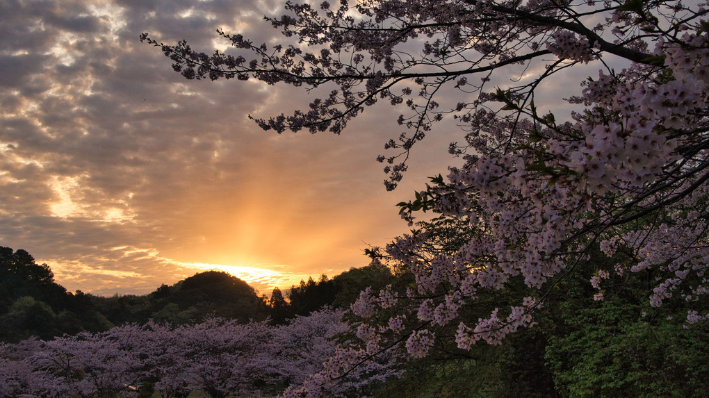 桜と日の出