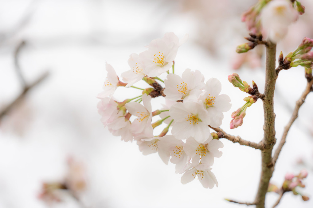 千葉県　八鶴湖の桜