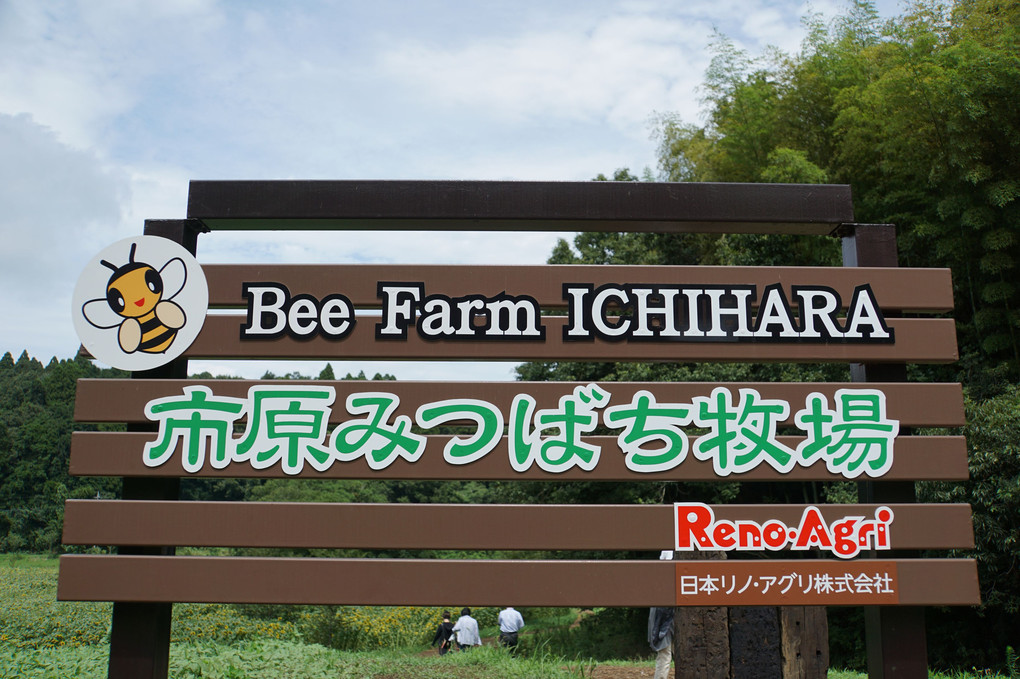 2022 AUG Bee Farm ICHIHARA