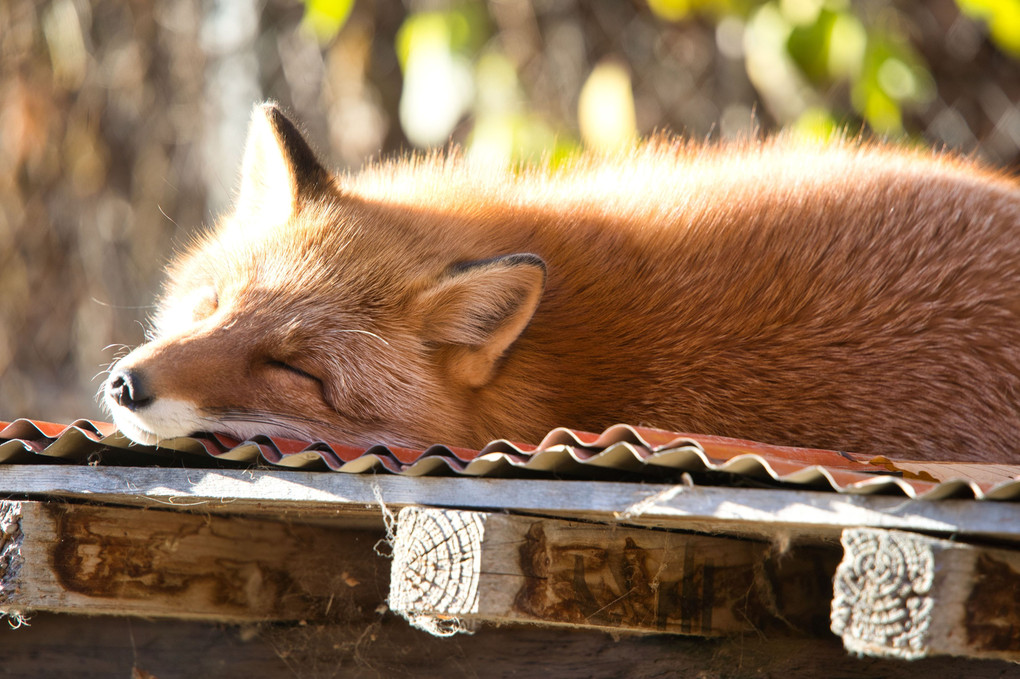 お昼寝狐