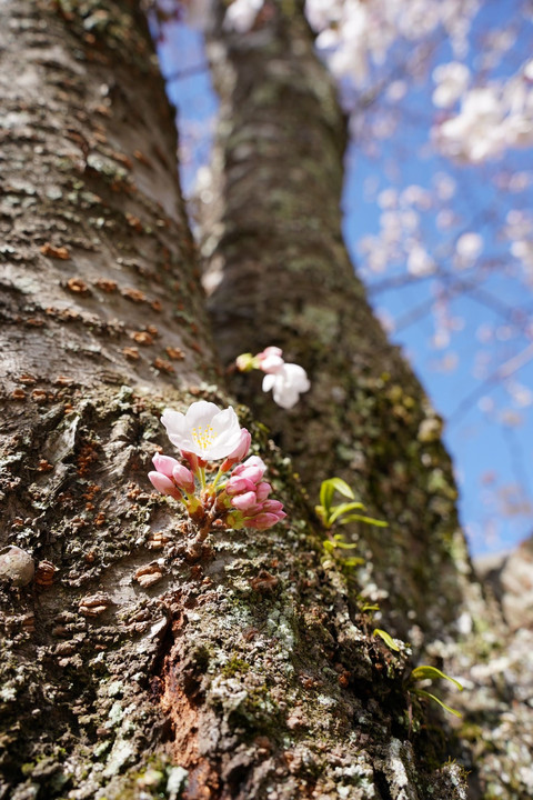 桜。