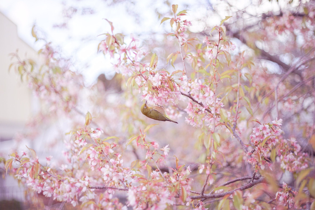ヒマラヤ桜とメジロ