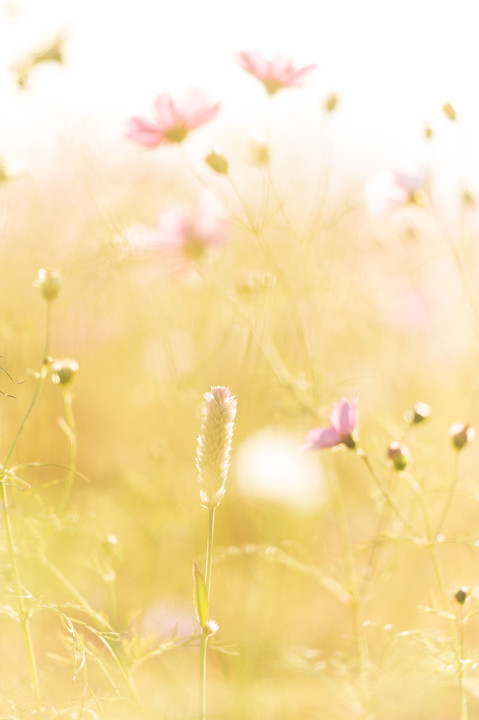 晩秋の秋桜