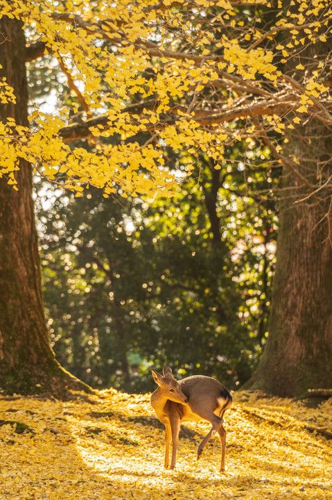 奈良公園の秋