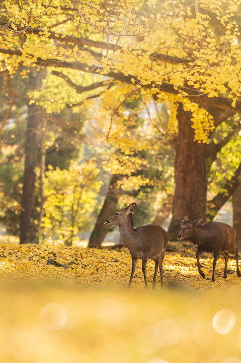 奈良公園の秋