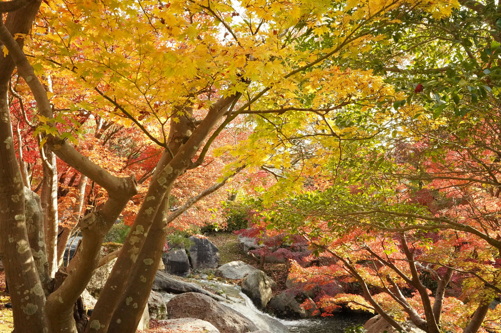 紅葉狩り