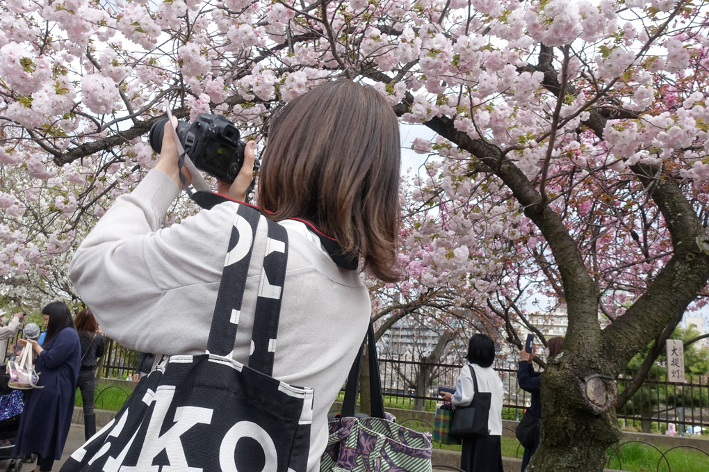 桜を撮る人を撮る