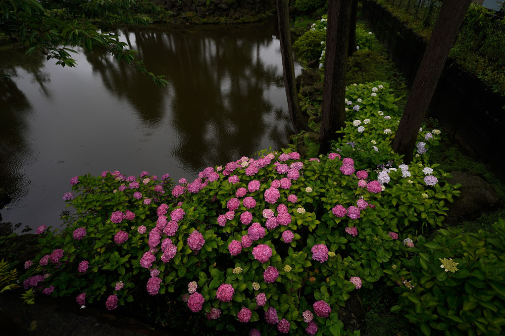 雨の鎌倉散歩