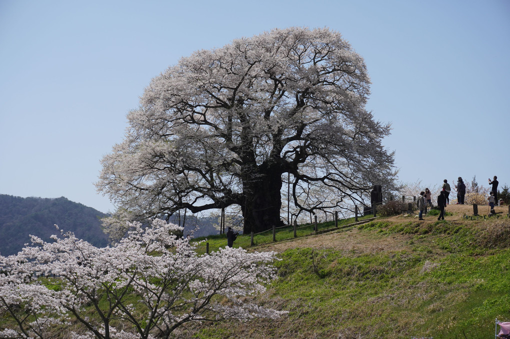 １０００歳の桜