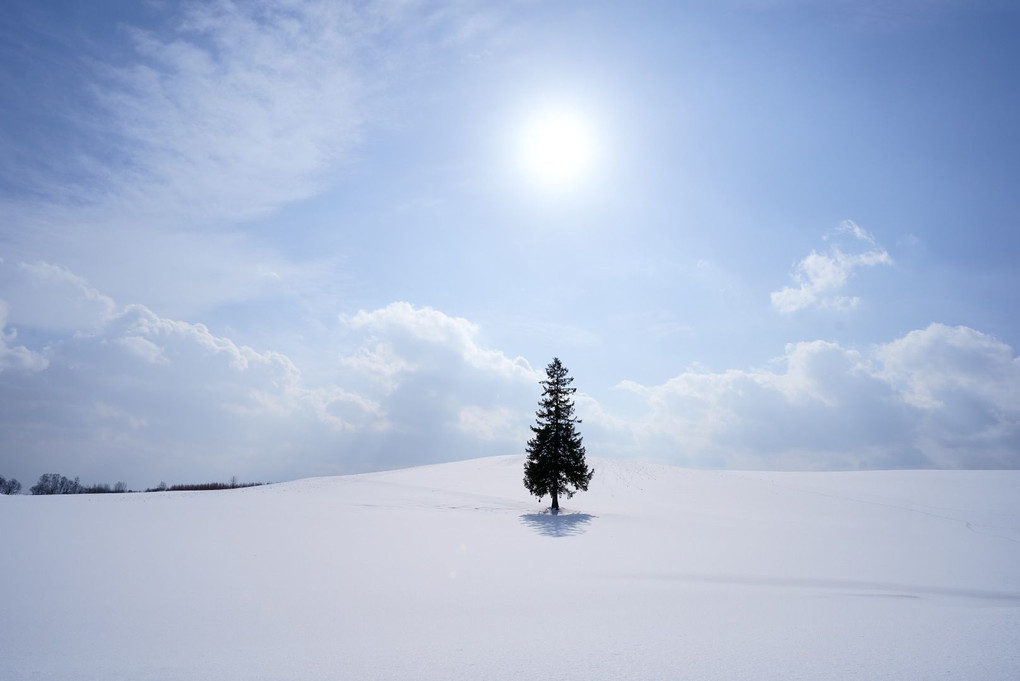 白と青と太陽とクリスマスツリーの木