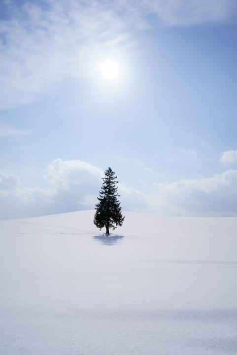 白と青と太陽とクリスマスツリーの木