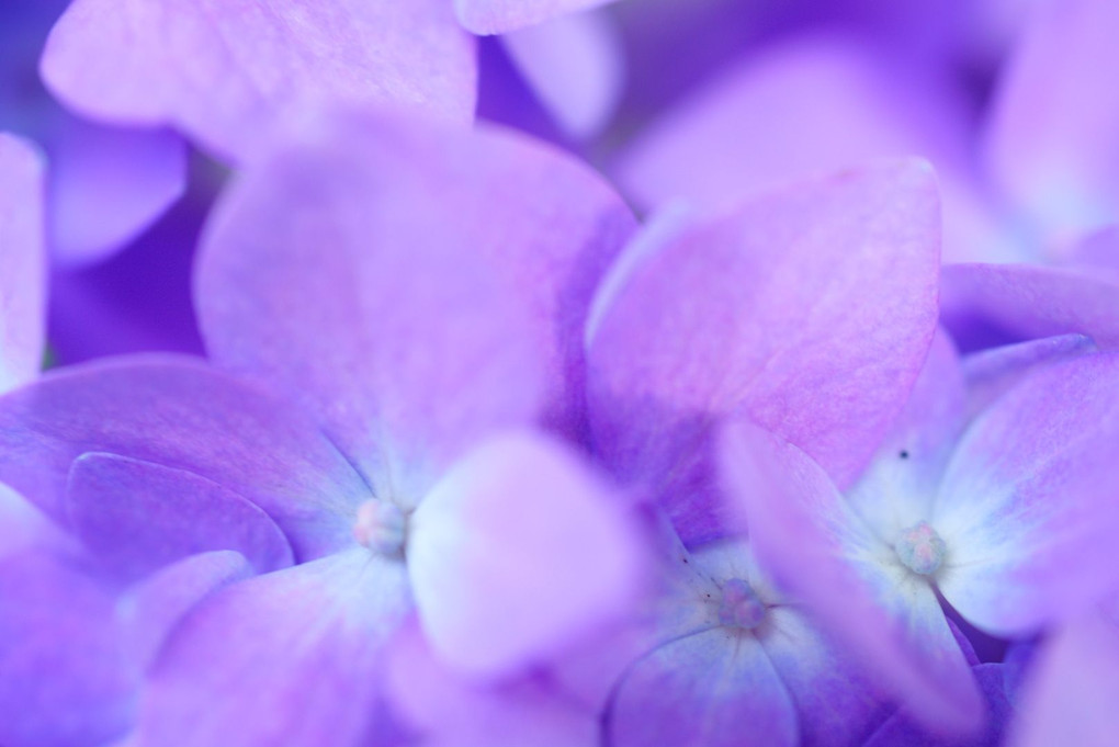 川越氷川神社の紫陽花　