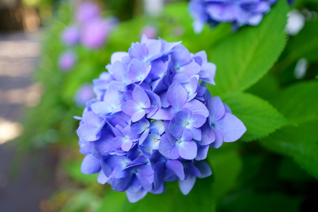 川越氷川神社の紫陽花　