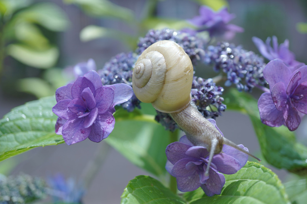 蝸牛と紫陽花（ソフトフォーカス）