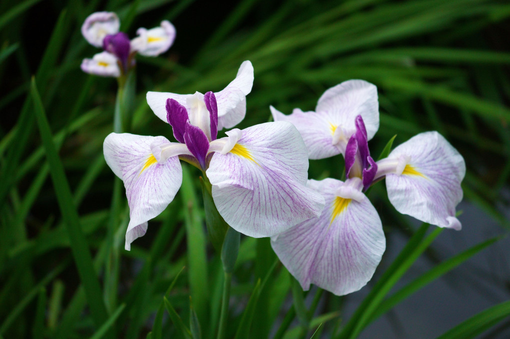 花菖蒲・白に赤紫