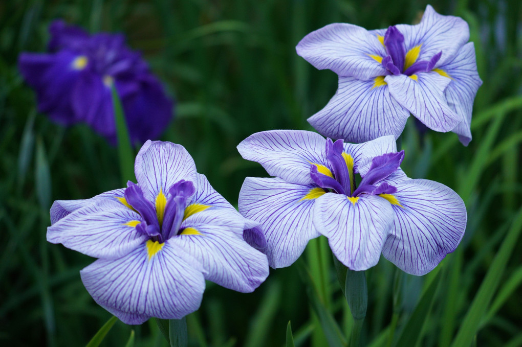 花菖蒲・白に紫