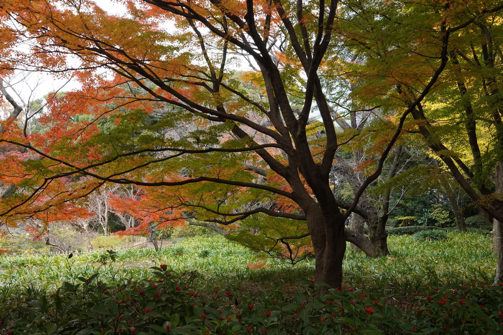 皇居東御苑二の丸雑木林の紅葉