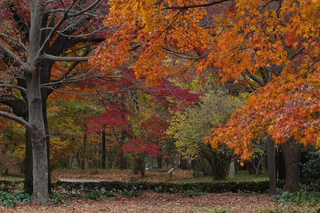 皇居東御苑二の丸雑木林の紅葉