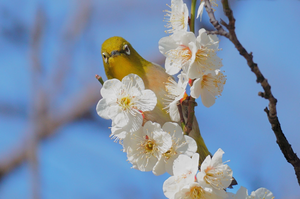 春だよ！楽しんでるかい？