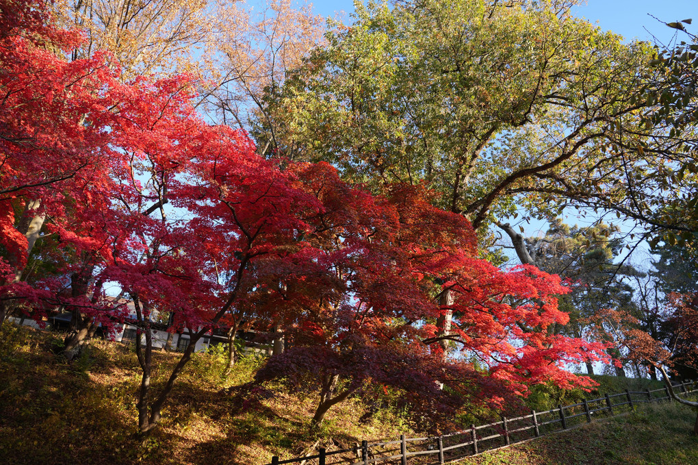 弘前公園の紅葉