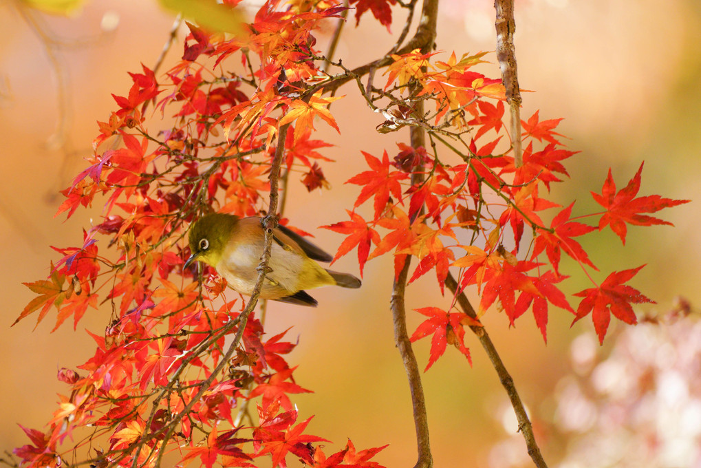 紅葉とメジロ