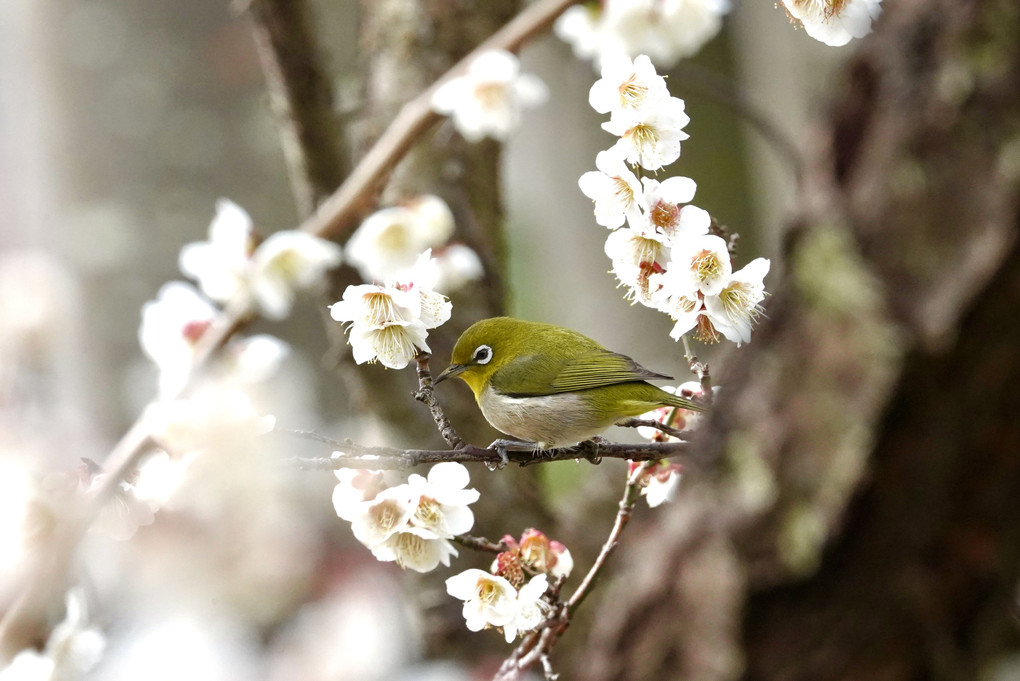 春へ