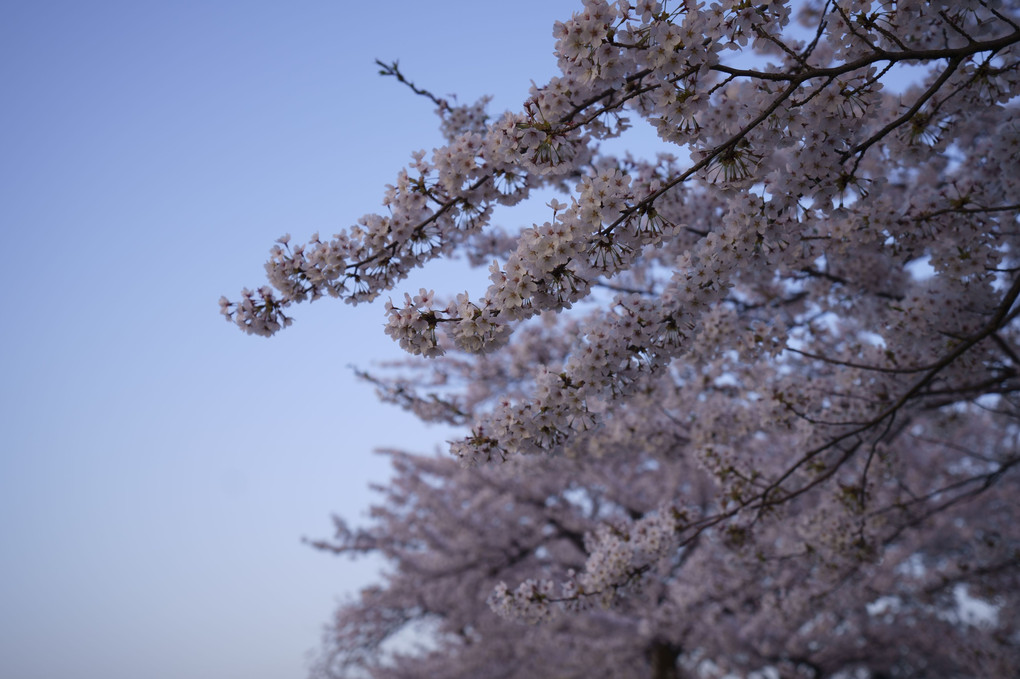 新井田川の桜