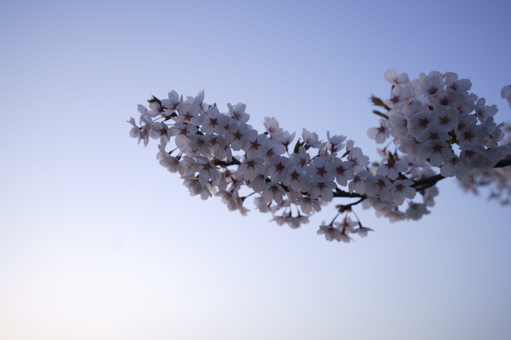 新井田川の桜
