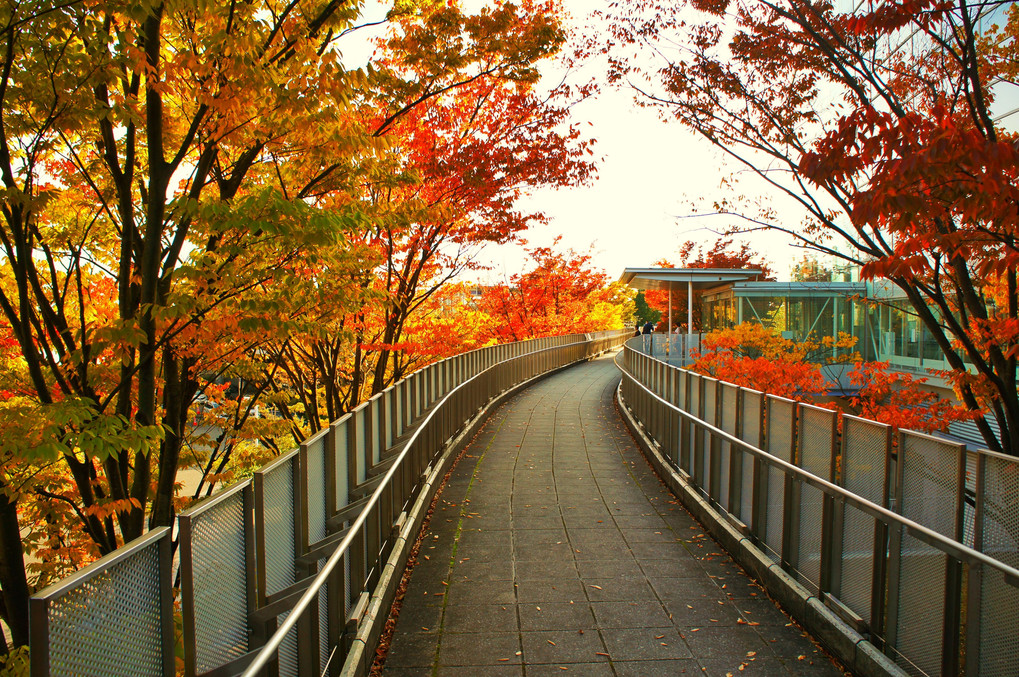 りゅーとぴあ空中庭園の紅葉