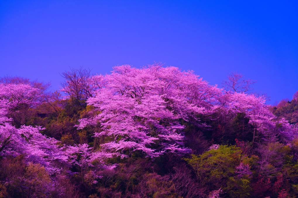 小用の山桜