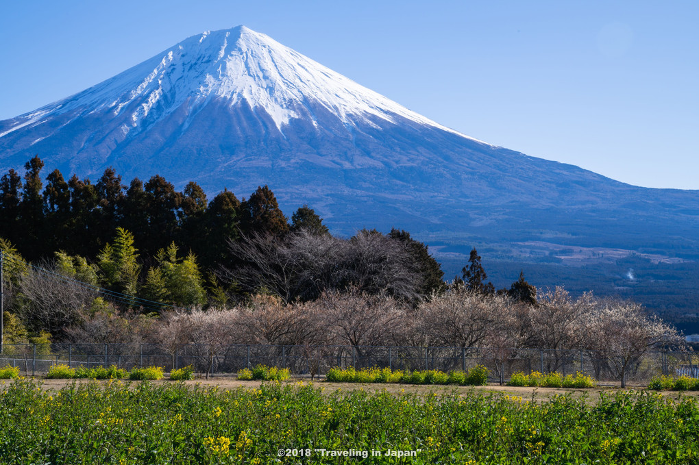 白糸自然公園からの富士