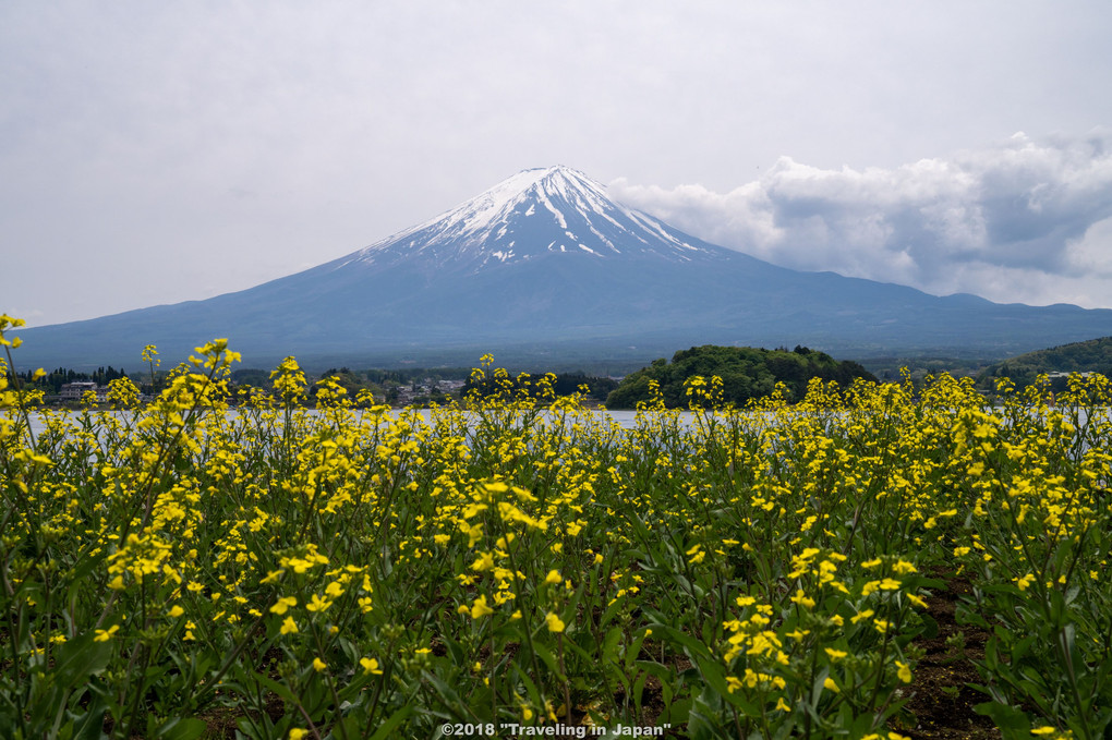 大石公園のお花畑