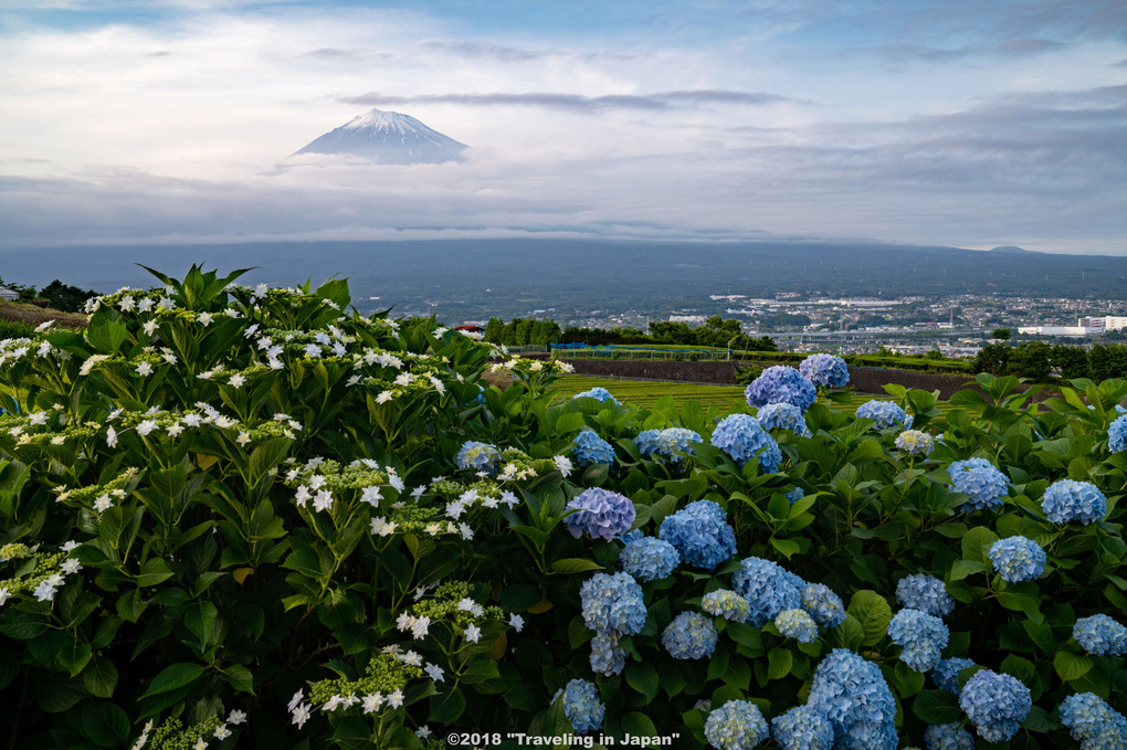 岩本山の紫陽花