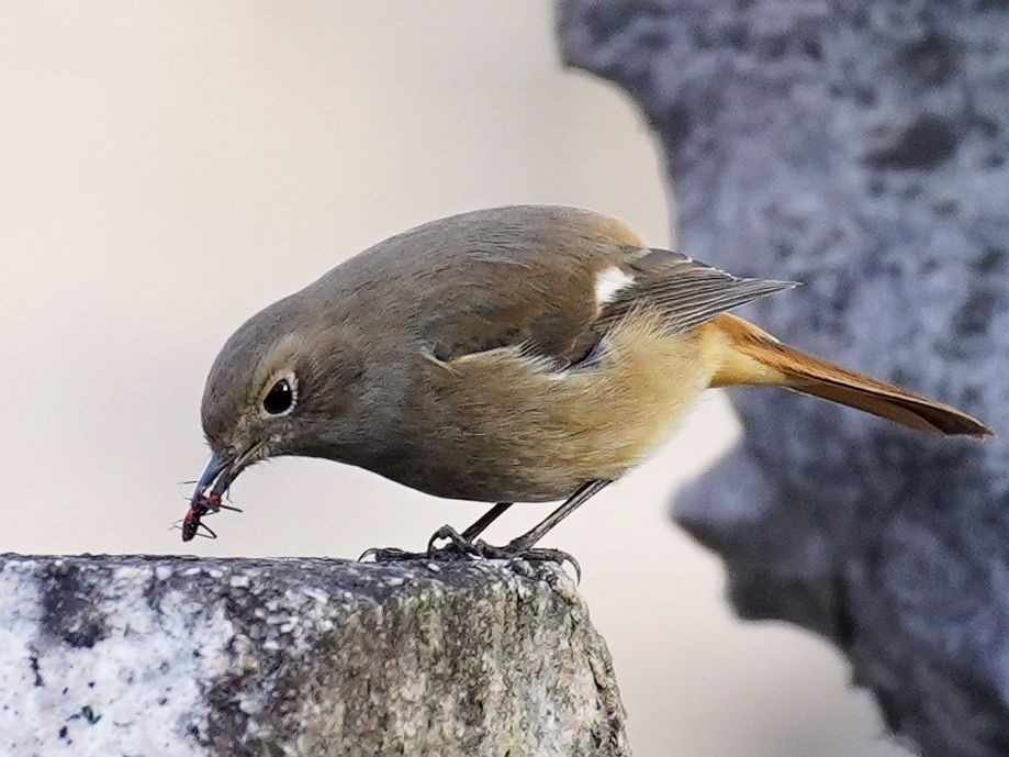 肉食系？草食系？　#ジョウビタキ#