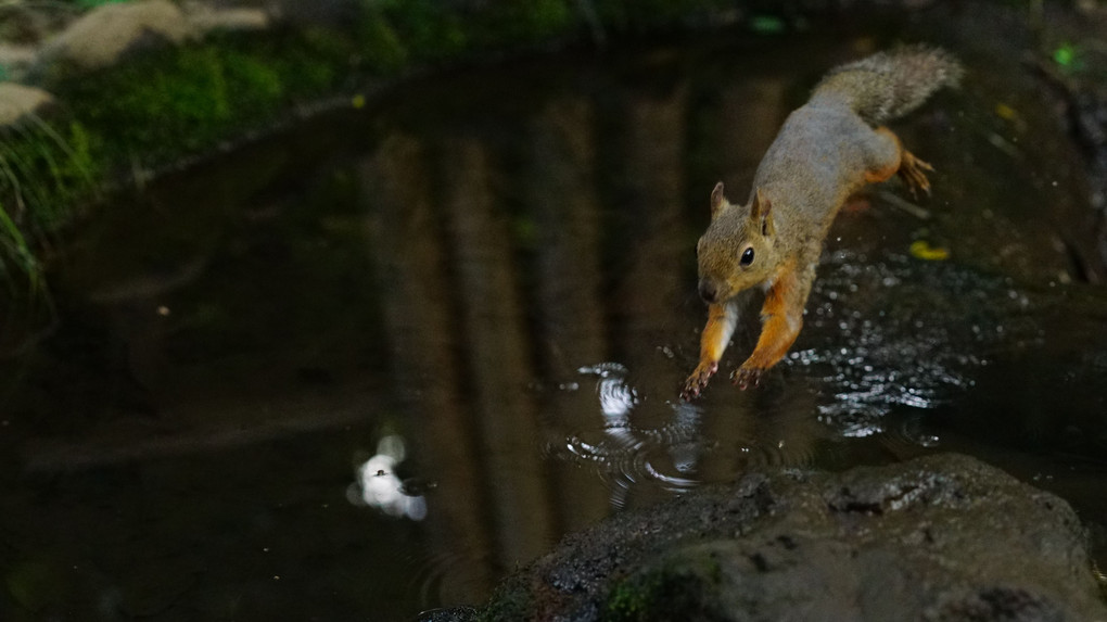 秋の池　小さき波紋　栗鼠が跳ぶ