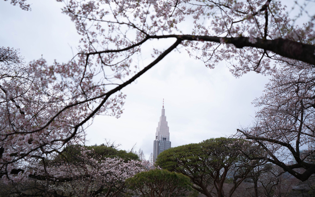 御苑の桜